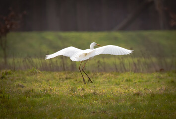 Great Egret (Silberreiher) / Herons (Fischreiher)

