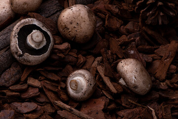 beautiful mushrooms supported on change and bark of trees with indirect light