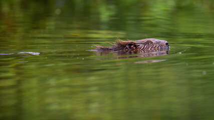 Eurasian beaver swimming in river in summer nature