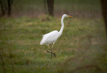 Great Egret (Silberreiher) / Herons (Fischreiher)
