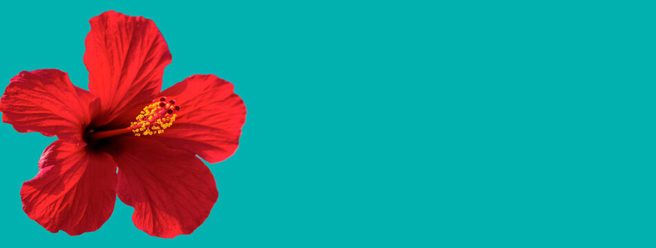 Cutout red hibiscus on plain turquoise background 