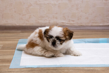 Training a funny shit-tsu puppy goes to the toilet on a diaper. Diapers for dogs. Close-up. Place for an inscription.