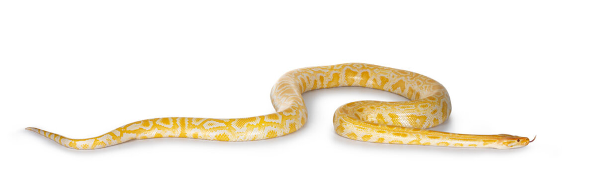 Young adult Burmese Python aka Python bivittatus snake in albino color. Isolated on white background.
