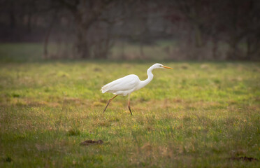 Great Egret (Silberreiher) / Herons (Fischreiher)
