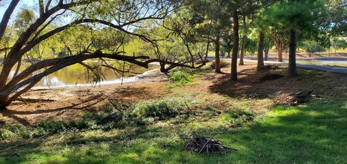 a view of a tree in a park
