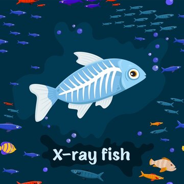 X-ray fish. Species of characin in the genus Pristella.