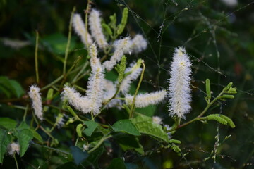 white plant
