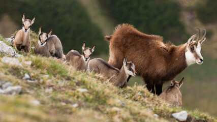 Tatra chamois with kids standing on mountains in spring