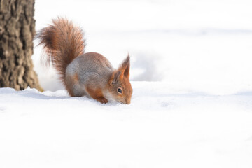 Squirrel in winter sits on a tree.