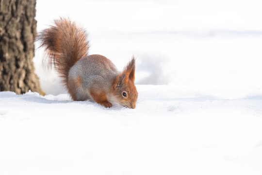 Squirrel in winter sits on a tree. © alexbush