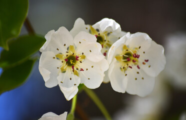 Obraz premium un arbol peral con flores en primavera