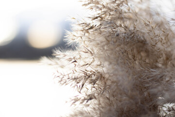 Beige reeds agains white wall. Beautiful background with neutral colors. Minimal, stylish, trend...