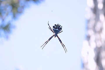Venenosa