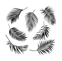 Palm Tree Leaves Black Silhouette Vector Drawing.Tropical leaf stencil shadow isolated on white background. Posters, Cards, Photo,Overlay, Print, Vinyl wall sticker decal. Plotter laser cutting file.