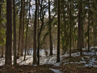 Obraz premium A landscape of a spruce forest, where a little spring sunlight falls through the trunks and green spruce branches into the remnants of snow and forest soil.