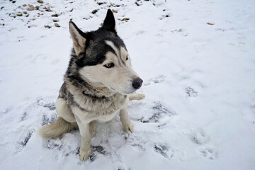 Husky dog sitting in the snow in winter