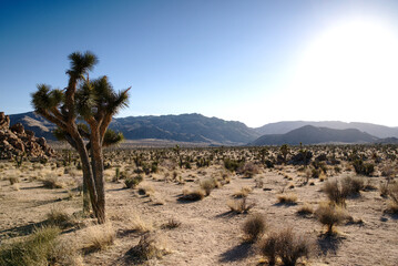 The Deserts of Joshua Tree National Park in California