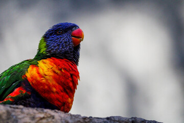 Portrait of an Australian rainbow lorikeet