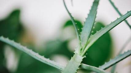 aloe vera leaves