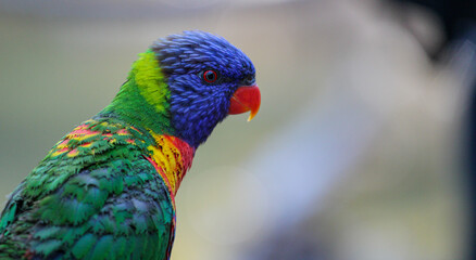 Portrait of a Rainbow Lorikeet Parrot 