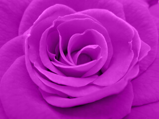 close up of pink rose