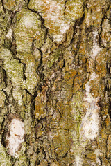 bark of a tree