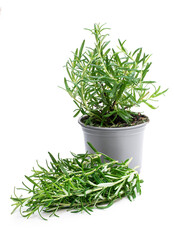 Bunch of fresh rosemary and plant in pot isolated on white