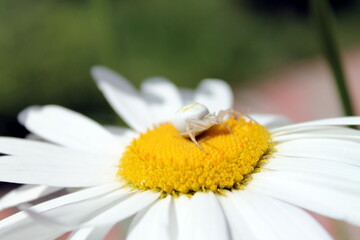 Fototapeta premium daisy flower