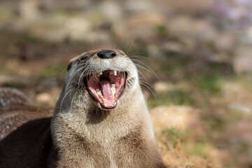 Adorable North American River Otter (Lontra canadensis) make a big yawn in morning sun