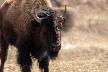 American Bison (Bison bison) male on a dry grassy field on an early spring morning