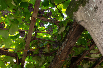 Bunch of grapes on wooden beams