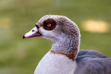 Egyptian Goose (Alopochen aegyptiaca) profile closeup with clean green background