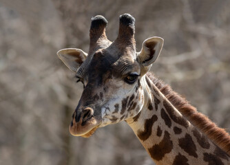 Giraffe (Giraffa) head closeup with buff background on early spring morning