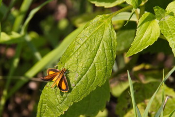 Woodland Skipper Butterfly Perched on Green Leaf