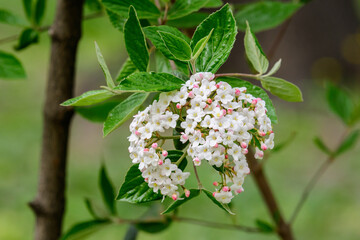 Shrub with many delicate white flowers of Viburnum carlesii plant commonly known as arrowwood or Korean spice viburnum in a garden in a sunny spring day, beautiful floral background.
