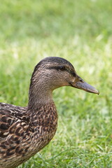 Portrait of a Female Mallard Duck