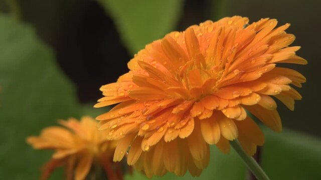 Medicinal calendula bright orange flower with water drops on petals from extremely close-up to macro view. Beauty design of natural elements in summer nature and gardens.