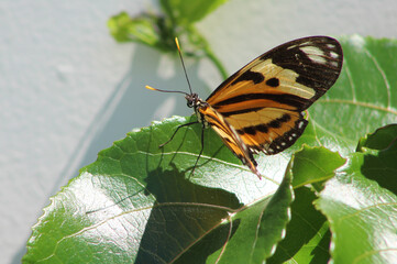 "Maria boba"(Heliconius ethilla narcaea), a tropical brazilian butterfly.