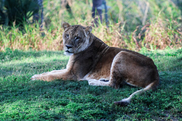 Lion / Lioness in the African Grass