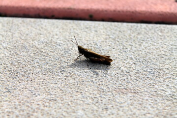 cockroach on the stone