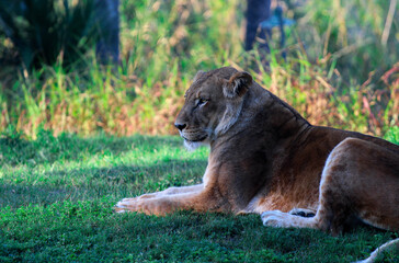 Fototapeta na wymiar Lion / Lioness in the African Grass