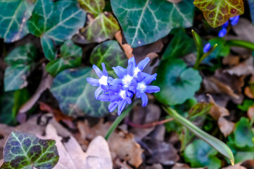 Liverwort Hepatica nobilis, Anemone hepatica on the meadow