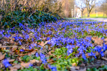 Obraz premium Liverwort Hepatica nobilis, Anemone hepatica on the meadow