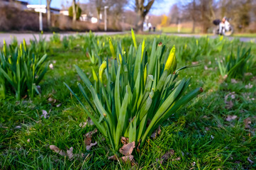Daffodils begin to bloom on a green meadow