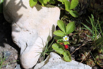mushroom in the woods