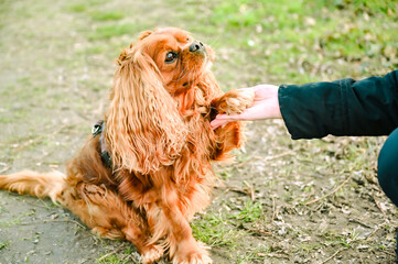 Cavalier King Charles Spaniel dog gives paw to his master