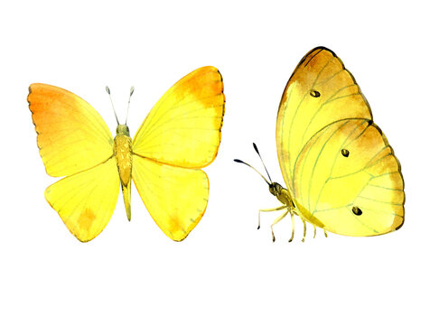 Two yellow butterflies. Watercolor. Watercolor clip art.
