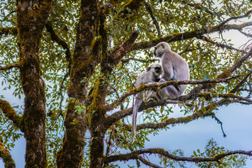 Gray or Hanuman langurs are most widespread langurs of the Indian Subcontinent, group of Old World monkeys constituting the genus Semnopithecus at Himalayas forest Binsar Wildlife sanctuary.