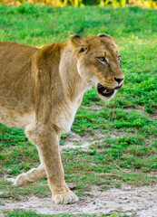 Lion / Lioness in the grasslands
