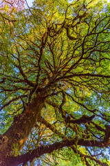 Under the shade of tall trees at Almora, Uttarakhand, India. Sustainable industry, ecosystem and healthy environment concepts and background.